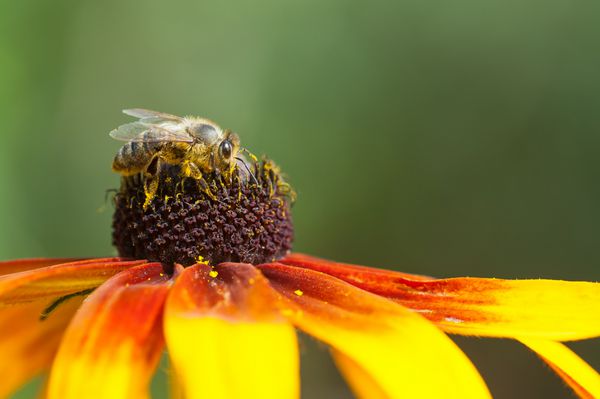 زنبور عسل apis mellifera روی یک گل رودبکیا