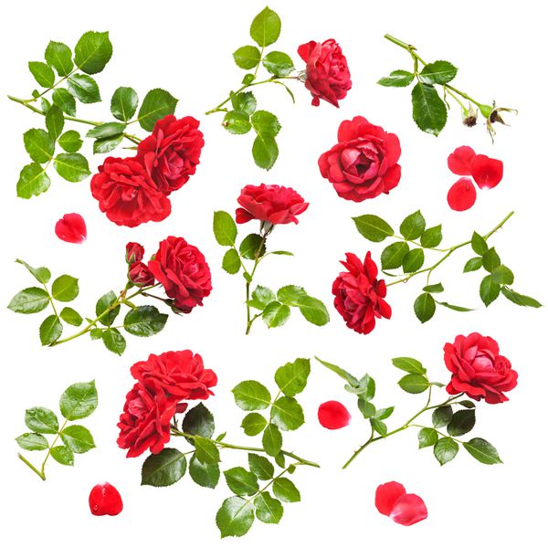 مجموعه گل های رز قرمز زیبا جدا شده در پس زمینه سفید گل رز کوهنوردی تازه با قطرات آب
