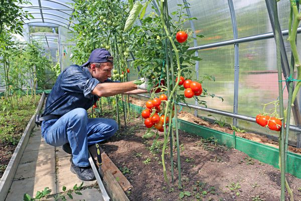کارگر در حال پردازش بوته های گوجه فرنگی در گلخانه پلی کربنات
