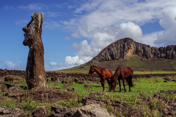 آمریکای جنوبی جزیره ایستر اسب ها مجسمه ها