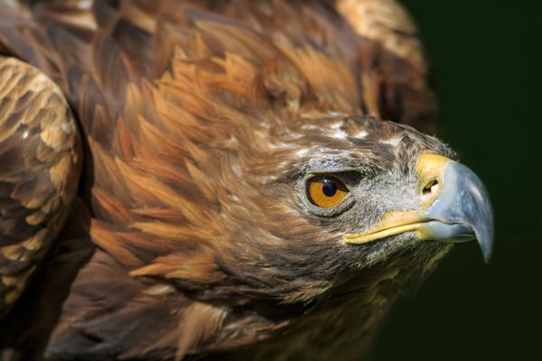 عقاب طلایی ماده زیبا