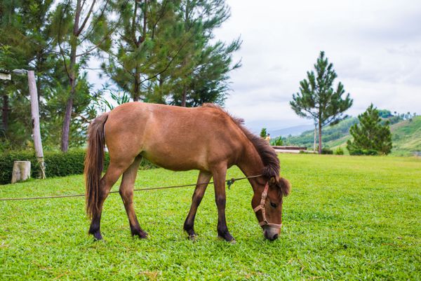 اسب در حال خوردن علف در مزرعه