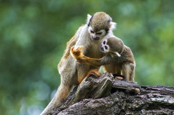 میمون سنجاب با بچه کوچولوی نازش