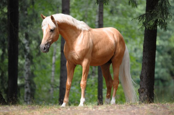 اسب زیبای پالومینو در چمنزار در جنگل ایستاده است
