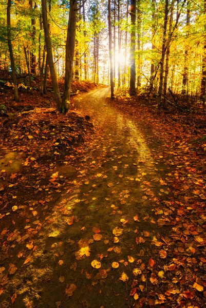 نور خورشید در طول فصل پاییز از میان درختان فراتر از مسیری که در جنگل قرار دارد می تابد