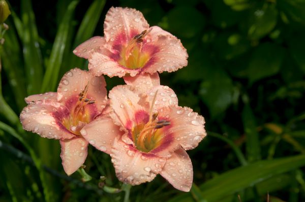 گل زنبق روز - hemerocallis - در تابستان در باغ