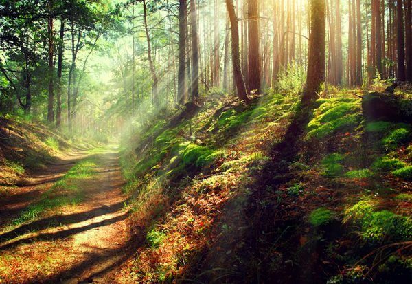 جنگل پاییزی پارک جادویی صحنه زیبا جنگل قدیمی مه آلود با پرتوهای خورشید سایه ها و مه
