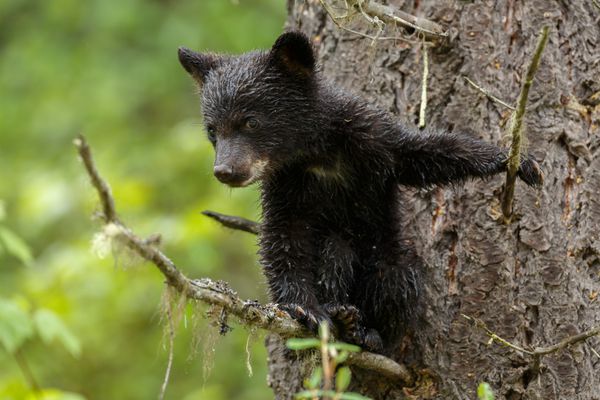 توله خرس سیاه در درخت