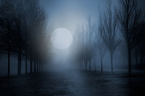 شب ماه کامل مه آلود در پارکی با درختان