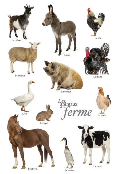 پوستر آموزشی با حیوانات مزرعه به زبان فرانسوی