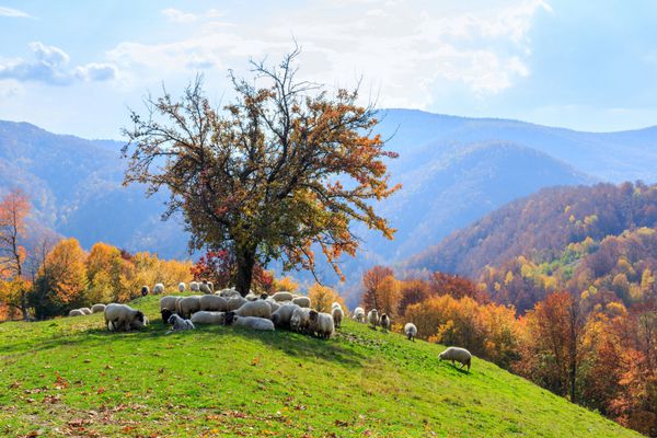 درخت گوسفند سگ چوپان در چشم انداز پاییزی در کارپات های رومانیایی