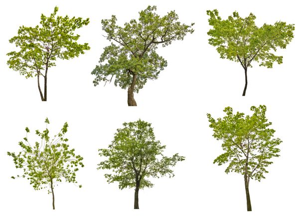 مجموعه ای از شش درخت تابستانی سبز جدا شده در پس زمینه سفید