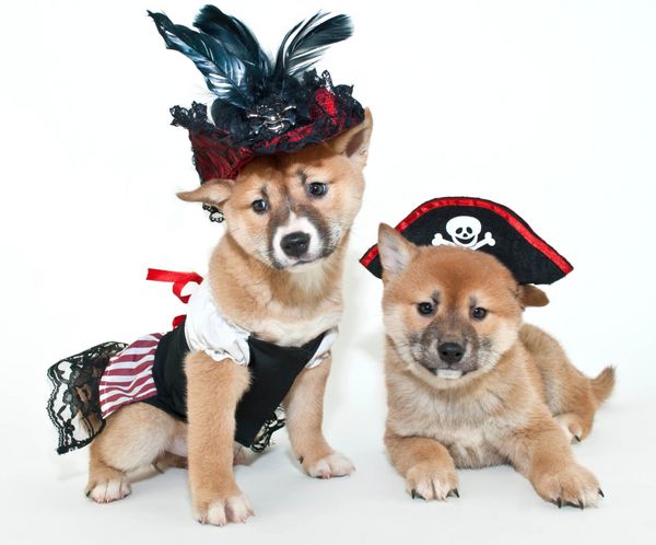 دو توله سگ بسیار بامزه شیبا اینو با لباس های دزدان دریایی در پس زمینه سفید