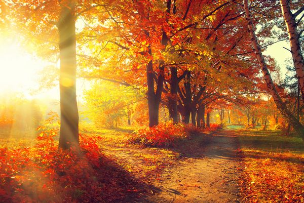 فصل پاييز سقوط پارک پاییزی درختان و برگ های پاییزی در پرتوهای خورشید صحنه پاییزی