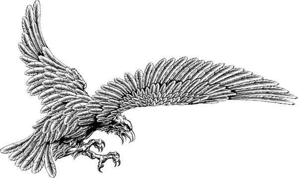 تصویر اصلی عقاب از یک عقاب که برای کشتن به سبک وینتیج می رود