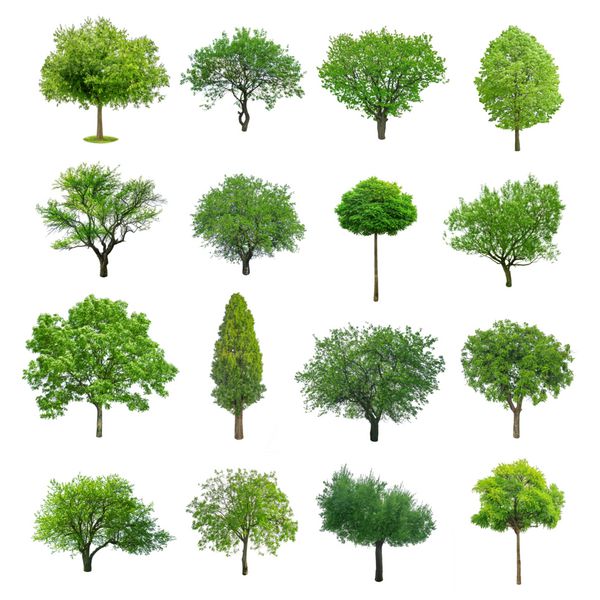 مجموعه درخت های مختلف جدا شده روی سفید
