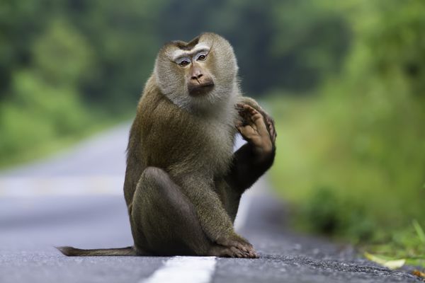 میمون نشسته در خیابان