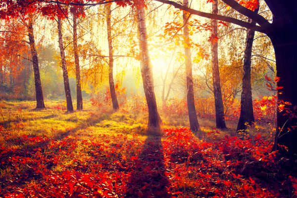 فصل پاييز سقوط پارک پاییزی درختان و برگ های پاییزی در پرتوهای خورشید صحنه زیبای پاییزی