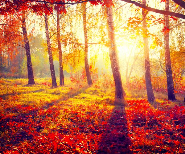 فصل پاييز سقوط پارک پاییزی درختان و برگ های پاییزی در پرتوهای خورشید صحنه زیبای پاییزی