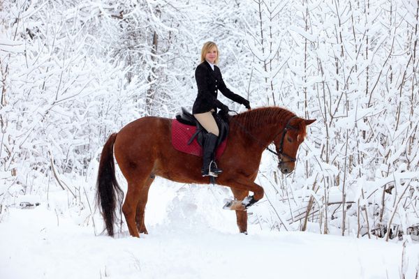 دختر سوار بر اسب در جنگل های زمستانی
