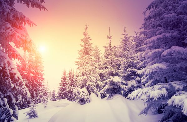 چشم انداز خارق العاده ای که زیر نور خورشید می درخشد صحنه دراماتیک زمستانی پارک طبیعی کارپات اوکراین اروپا دنیای زیبایی فیلتر سبک رترو افکت تونینگ اینستاگرام بنفش زنده سال نو مبارک