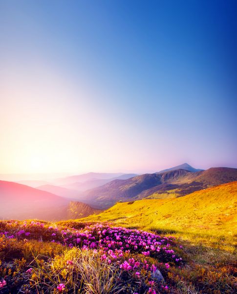 گل های رودودندرون صورتی جادویی در کوه تابستانی مناظر دراماتیک کارپات اوکراین اروپا دنیای زیبایی