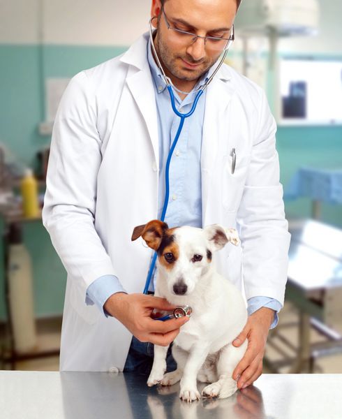 دکتر دامپزشک یک سگ جک راسل را چک می کند