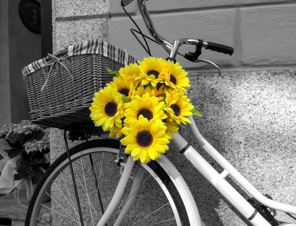 دوچرخه تزئین شده با گل آفتابگردان تصویر bw