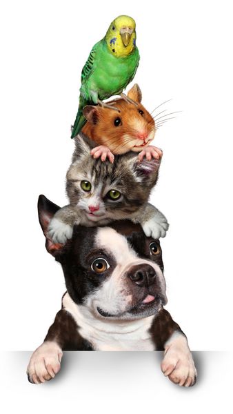 مفهوم گروهی از حیوانات خانگی به عنوان همستر گربه سگ و طوطی طوطی که روی هم ایستاده اند به عنوان نمادی برای مراقبت و پشتیبانی دامپزشکی یا عنصر طراحی فروشگاه حیوانات خانگی برای تبلیغات و بازاریابی روی سفید