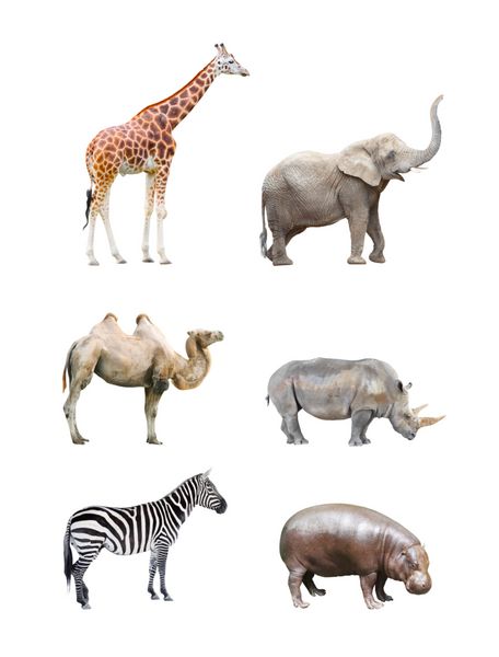 مجموعه بزرگی از پستانداران بزرگ آفریقایی زرافه فیل شتر کرگدن اسب آبی و گورخر جدا شده در زمینه سفید
