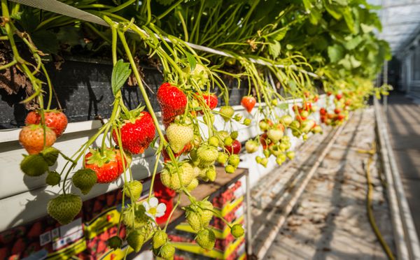رسیدن توت فرنگی از گیاهان کشت شده به روش هیدروپونیک در ارتفاع چیدن مناسب در یک تجارت تخصصی باغبانی گلخانه هلندی