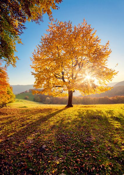 درخت راش تنها با شکوه در دامنه تپه با پرتوهای آفتابی در دره کوه صحنه صبحگاهی رنگارنگ دراماتیک برگ های پاییزی قرمز و زرد کارپات ها اوکراین اروپا دنیای زیبایی