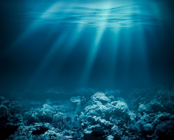 اعماق دریا یا اقیانوس در زیر آب با صخره های مرجانی به عنوان پس زمینه