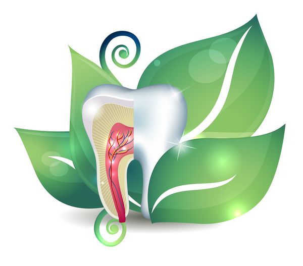 سطح مقطع دندان و برگ مفهوم درمان انتزاعی روشن