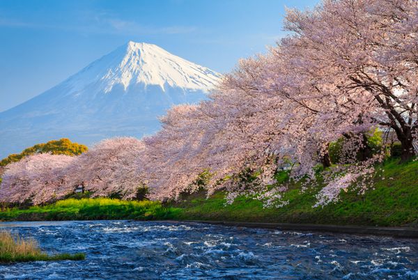 شکوفه های گیلاس یا ساکورا و کوه فوجی در کنار رودخانه در صبح