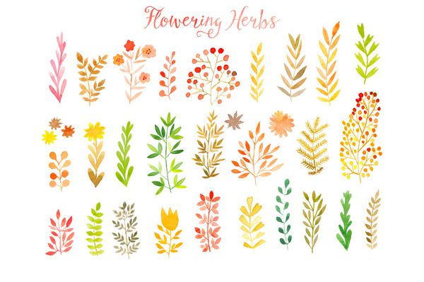 مجموعه ای از برگ های رنگارنگ پاییزی وکتور مجموعه وکتور از برگ ها و توت های آبرنگ قرمز پاییزی عناصر طراحی دستی