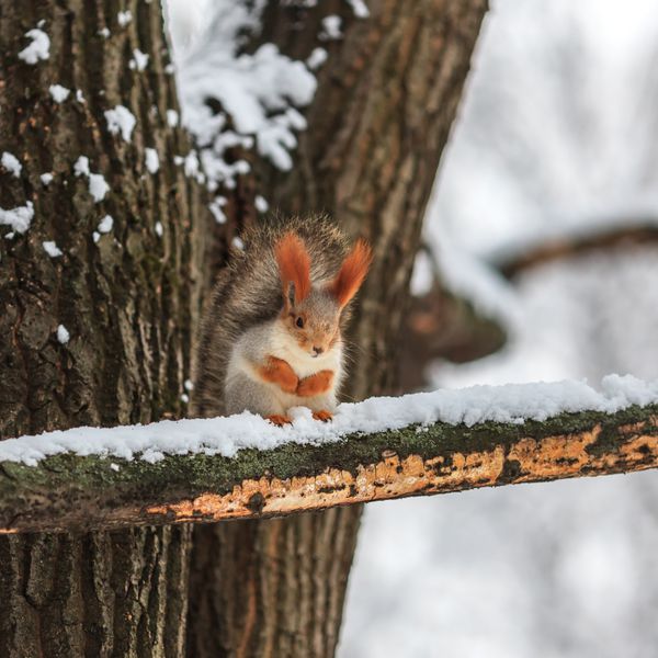 سنجاب در زمستان در پارک