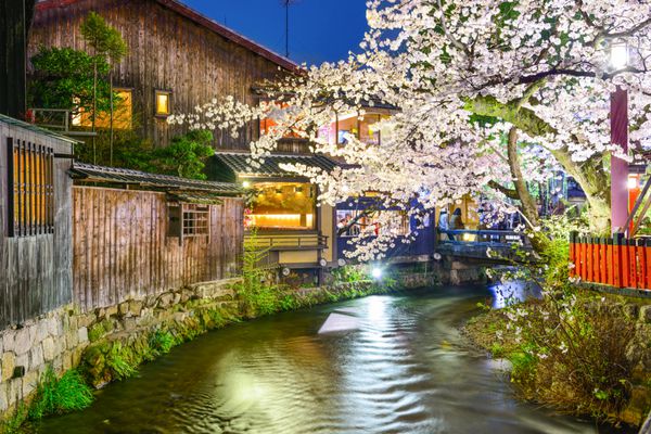 کیوتو ژاپن در رودخانه شیراکاوا در فصل شکوفه‌های گیلاس بهاری