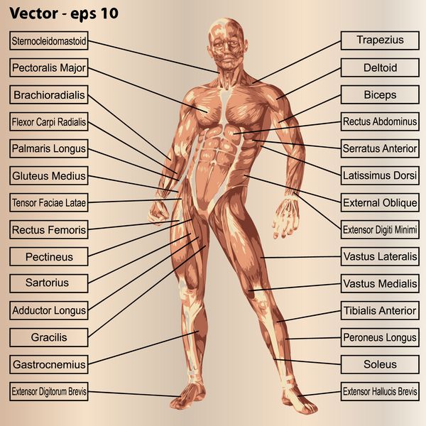 مفهوم وکتور مفهوم یا مفهوم آناتومی سه بعدی انسان و متن عضلانی در زمینه بژ قدیمی استعاره از بدن تاندون ستون فقرات تناسب سازنده قوی بیولوژیکی بدون پوست شکل وضعیت بدن سلامت پزشکی