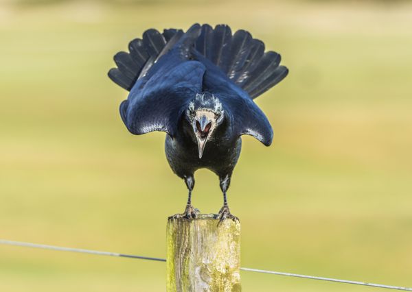 rook on post squawking از نزدیک در اسکاتلند