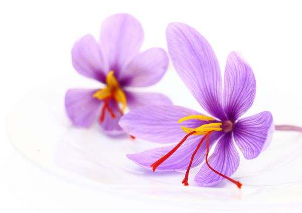 نمای نزدیک از گل زعفران