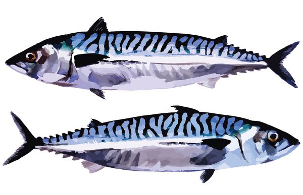 ماهی خال مخالی آتلانتیک ماهی اقیانوس جدا شده نقاشی دست ساز آبرنگ تبدیل به وکتور