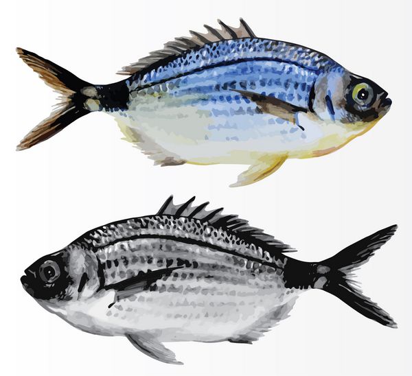 ماهی زین شده یا زینتی ماهی آب شور جدا شده نقاشی دست ساز آبرنگ تبدیل به وکتور