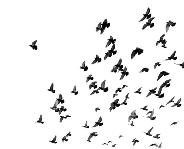 سیلوئت های کبوتر پرندگان زیادی در آسمان پرواز می کنند تاری حرکت