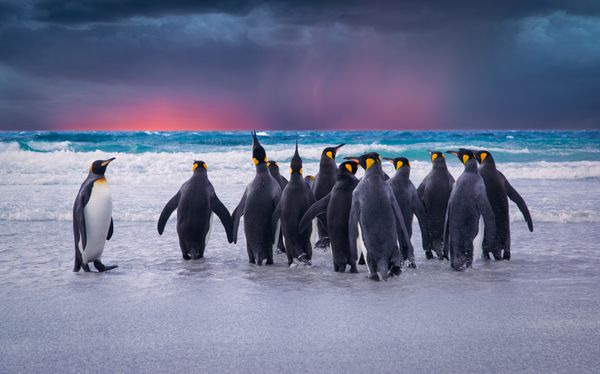 شاه پنگوئن ها در جزایر فالکلند