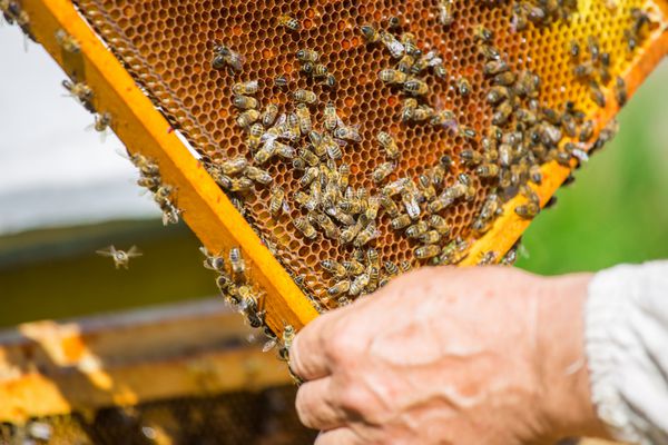 زنبورهای کار در زنبورهای کندو شهد را به عسل تبدیل می کنند و آن را در لانه زنبور می بندند و از لارو مراقبت می کنند