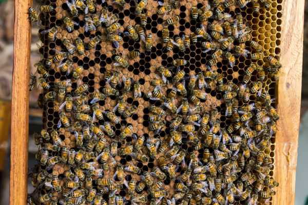 زنبور عسل زنبور کار روی لانه زنبوری در تایلند
