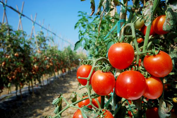 گوجه فرنگی رسیده باغی آماده برای چیدن