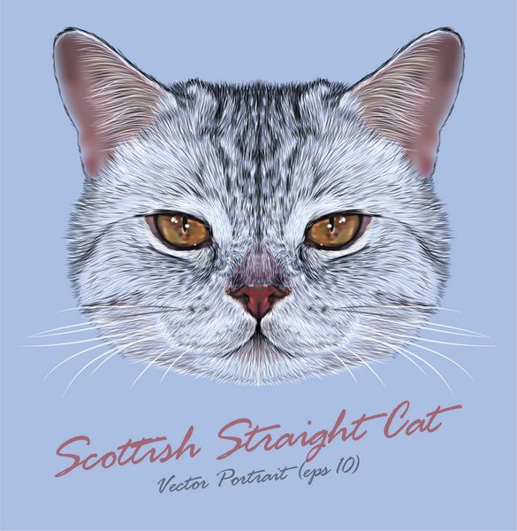 پرتره وکتور گربه راسته اسکاتلندی گربه خانگی بامزه با چشمان نارنجی