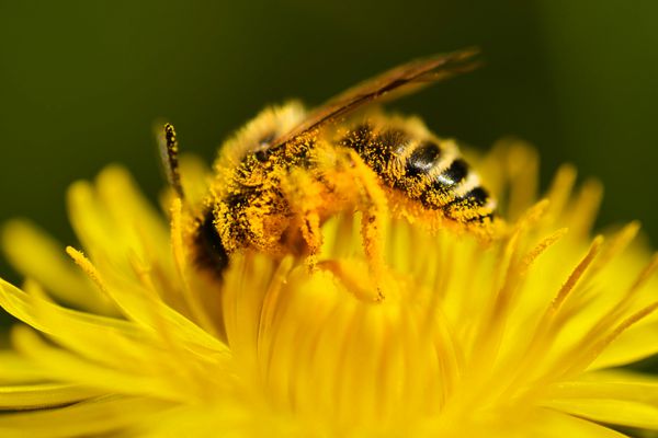 زنبور در محل کار